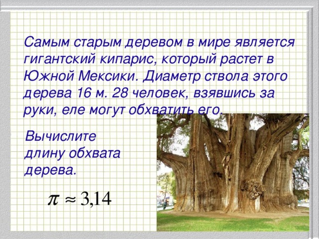 Самым старым деревом в мире является гигантский кипарис, который растет в Южной Мексики. Диаметр ствола этого дерева 16 м. 28 человек, взявшись за руки, еле могут обхватить его. Вычислите длину обхвата дерева.