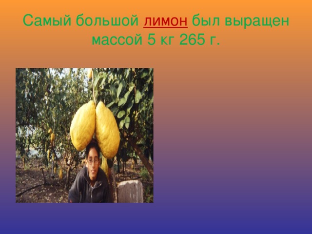 Самый большой лимон был выращен массой 5 кг 265 г.