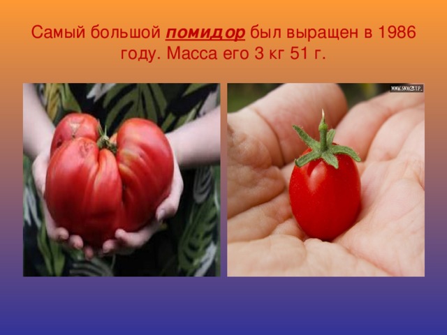 Самый большой помидор был выращен в 1986 году. Масса его 3 кг 51 г.