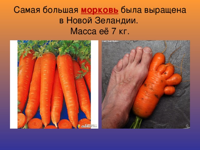 Самая большая морковь была выращена в Новой Зеландии.  Масса её 7 кг.