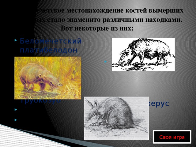 Беломечетское местонахождение костей вымерших животных стало знаменито различными находками.  Вот некоторые из них: Кубанохерус  Беломечетский платибелодон   Трубкозуб   Своя игра