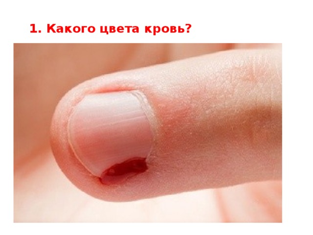 1. Какого цвета кровь?
