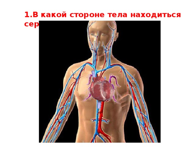1.В какой стороне тела находиться сердце ?