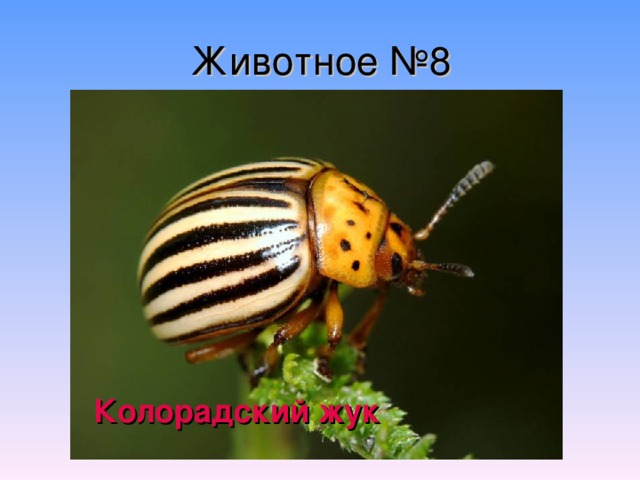 Животное №8 Колорадский жук