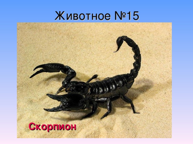 Животное №15 Скорпион