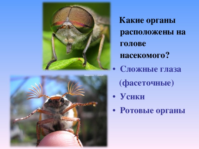 Какие органы расположены на голове насекомого? Сложные глаза  (фасеточные)