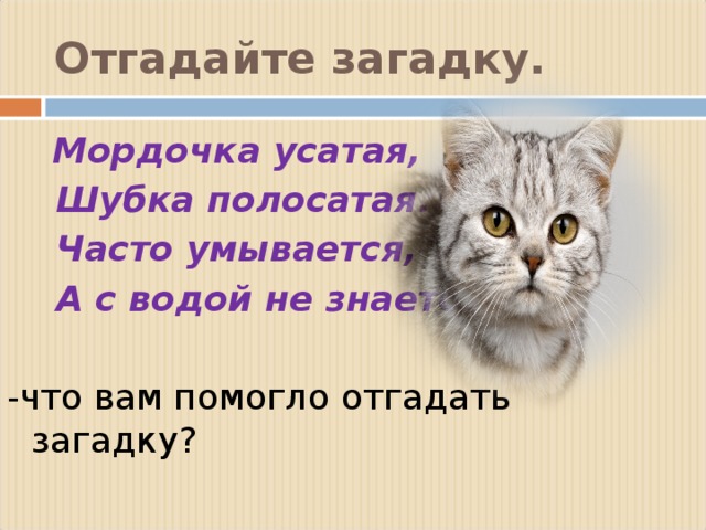 Отгадайте загадку.  Мордочка усатая,  Шубка полосатая.  Часто умывается,  А с водой не знается. -что вам помогло отгадать загадку?