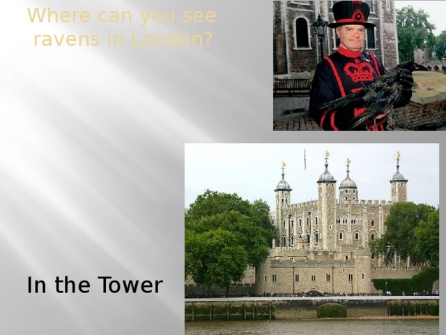 Where can you see  ravens in London?   In the Tower