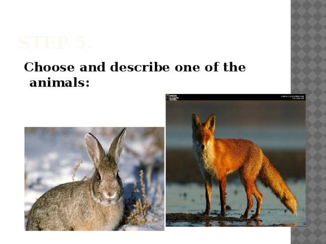 Step 5.  Choose and describe one of the animals: