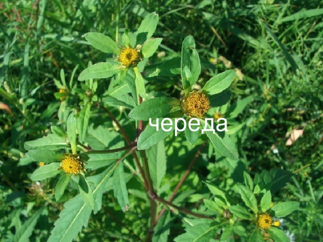 череда