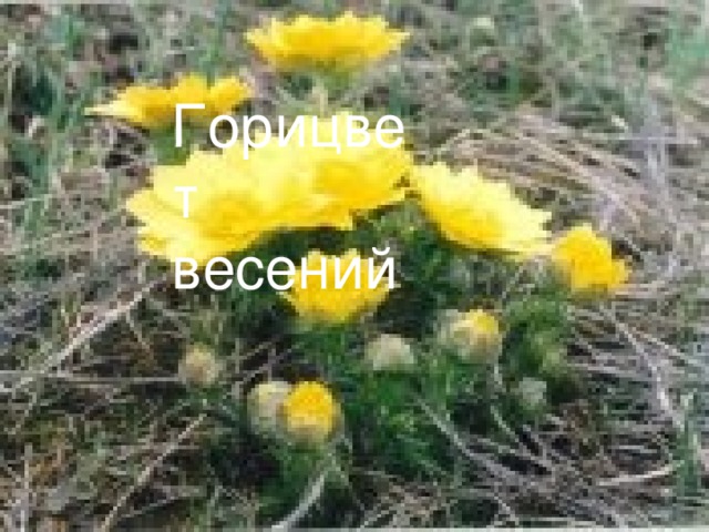 Горицвет весений