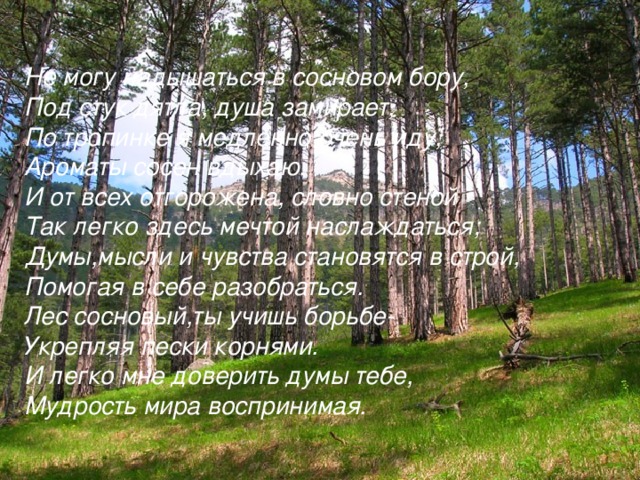 Не могу надышаться в сосновом бору,  Под стук дятла, душа замирает,  По тропинке я медленно очень иду,  Ароматы сосен вдыхаю.  И от всех отгорожена, словно стеной  Так легко здесь мечтой наслаждаться;  Думы,мысли и чувства становятся в строй,  Помогая в себе разобраться.  Лес сосновый,ты учишь борьбе-  Укрепляя пески корнями.  И легко мне доверить думы тебе,  Мудрость мира воспринимая.