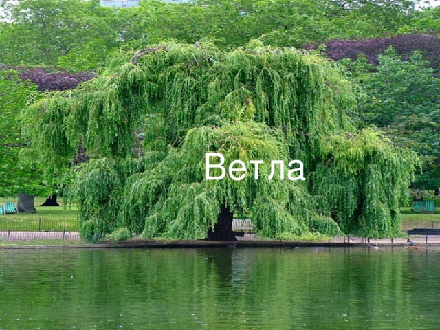 Ветла