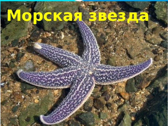 Морская звезда