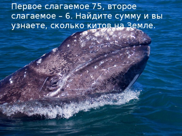 Делимое. Делитель Первое слагаемое 75, второе слагаемое – 6. Найдите сумму и вы узнаете, сколько китов на Земле.