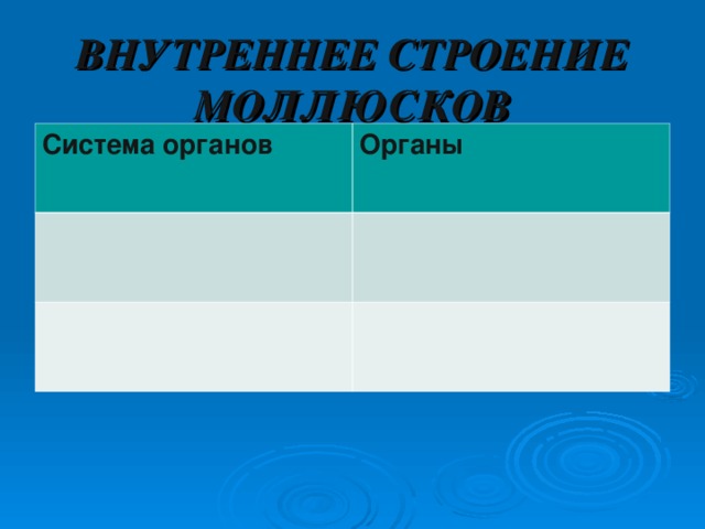 ВНУТРЕННЕЕ СТРОЕНИЕ МОЛЛЮСКОВ Система органов Органы