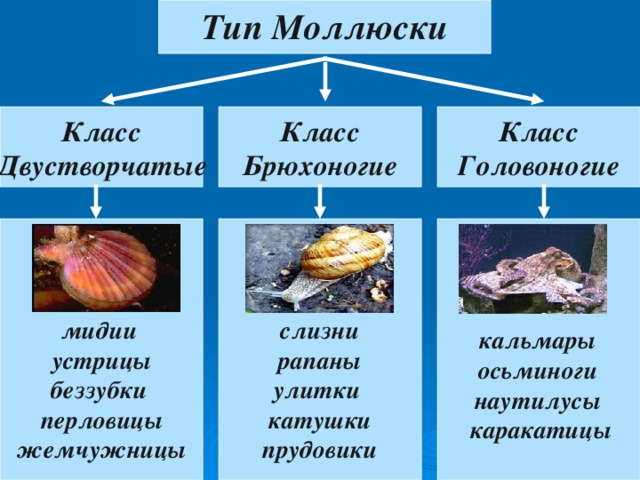 Тип Моллюски Класс Двустворчатые Класс Головоногие Класс Брюхоногие слизни рапаны улитки катушки  прудовики мидии устрицы беззубки перловицы жемчужницы кальмары осьминоги наутилусы  каракатицы