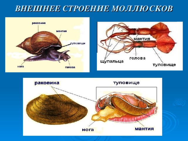 Лабораторная Работа По Биологии Раковины Моллюсков