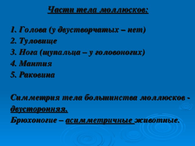 Части тела моллюсков: 1. Голова (у двустворчатых – нет) 2. Туловище 3. Нога (щупальца – у головоногих) 4. Мантия 5. Раковина  Симметрия тела большинства моллюсков - двусторонняя. Брюхоногие – асимметричные животные.