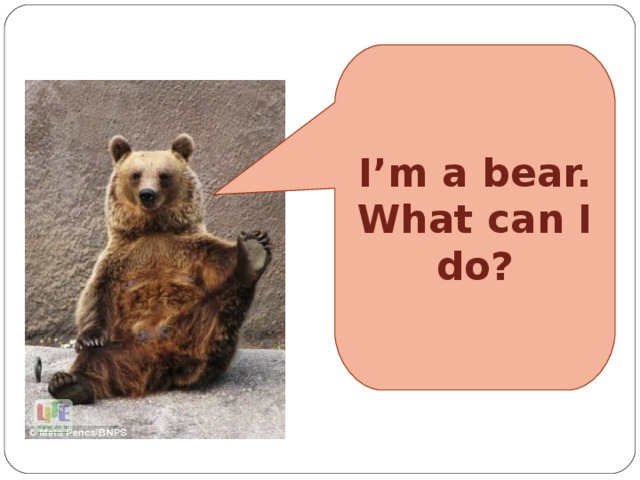 I’m a bear. What can I do?