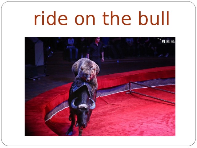 ride on the bull