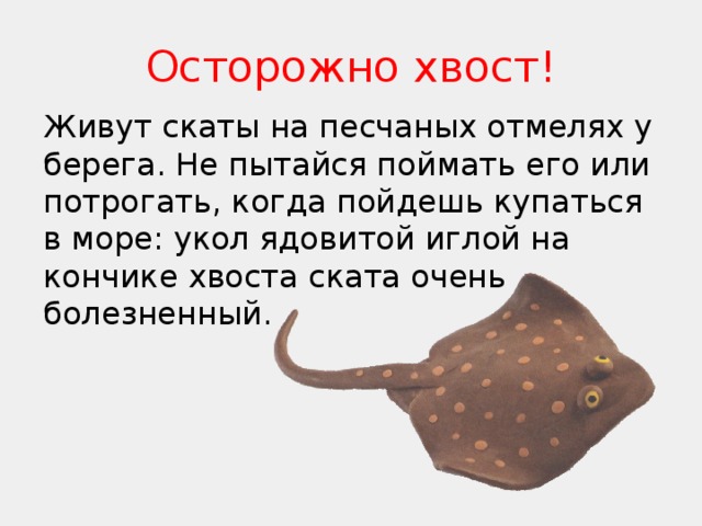 Осторожно хвост! Живут скаты на песчаных отмелях у берега. Не пытайся поймать его или потрогать, когда пойдешь купаться в море: укол ядовитой иглой на кончике хвоста ската очень болезненный.