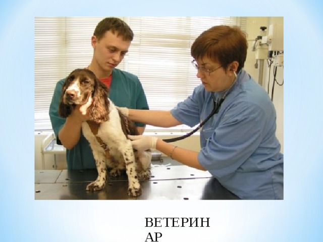 Ветеринарный врач россия. Ветеринарный врач.