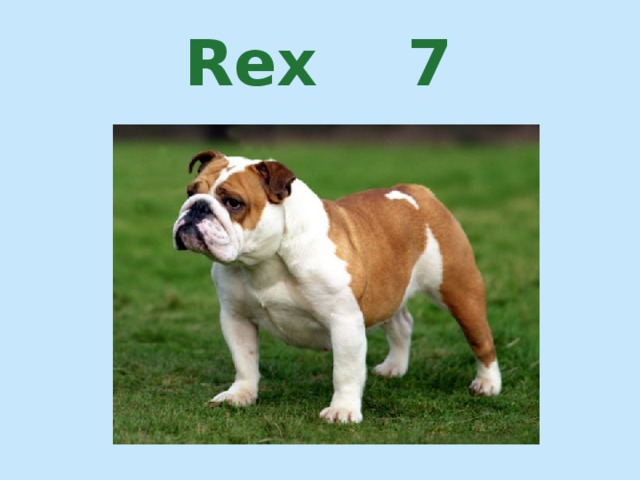 Rex 7