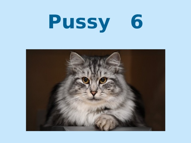 Pussy 6