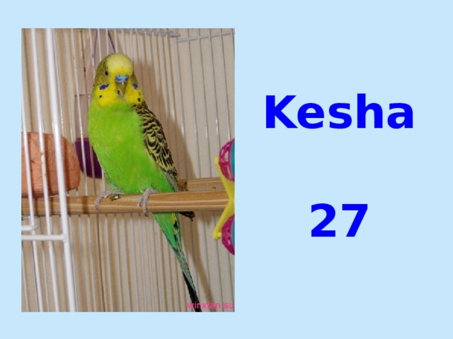Kesha   27