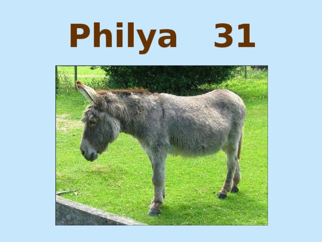 Philya 31