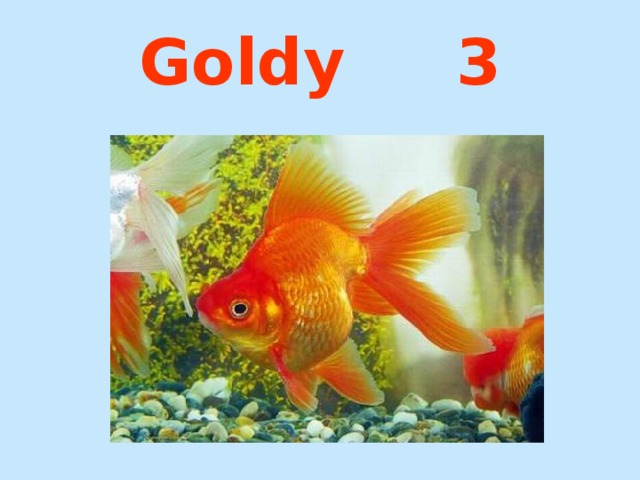 Goldy 3