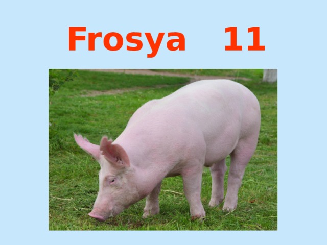 Frosya 11