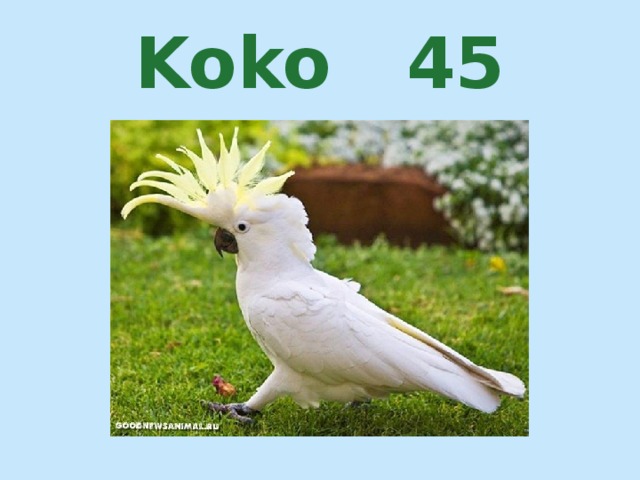 Koko 45