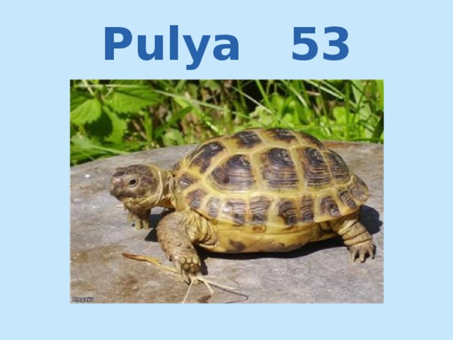 Pulya 53