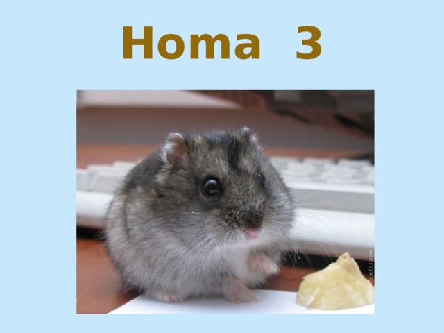 Homa 3