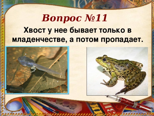 Вопрос №11 Хвост у нее бывает только в младенчестве, а потом пропадает.