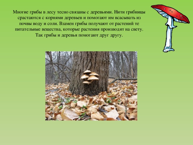 Многие грибы в лесу тесно связаны с деревьями. Нити грибницы срастаются с корнями деревьев и помогают им всасывать из почвы воду и соли. Взамен грибы получают от растений те питательные вещества, которые растения производят на свету. Так грибы и деревья помогают друг другу.