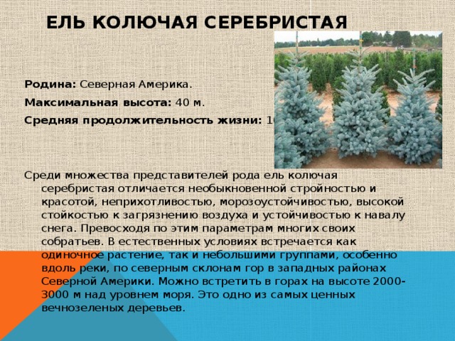 Ель колючая серебристая     Родина:  Северная Америка. Максимальная высота:  40 м. Средняя продолжительность жизни:  100 лет. Среди множества представителей рода ель колючая серебристая отличается необыкновенной стройностью и красотой, неприхотливостью, морозоустойчивостью, высокой стойкостью к загрязнению воздуха и устойчивостью к навалу снега. Превосходя по этим параметрам многих своих собратьев. В естественных условиях встречается как одиночное растение, так и небольшими группами, особенно вдоль реки, по северным склонам гор в западных районах Северной Америки. Можно встретить в горах на высоте 2000-3000 м над уровнем моря. Это одно из самых ценных вечнозеленых деревьев.