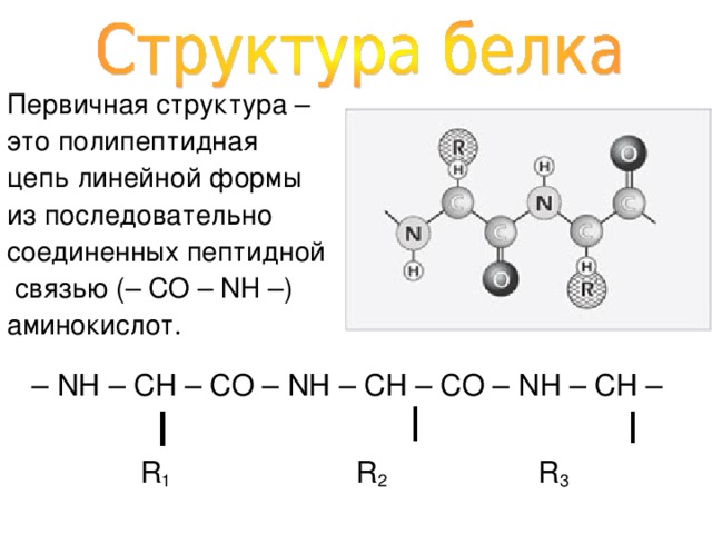 Первичная структура – это полипептидная цепь линейной формы из последовательно соединенных пептидной  связью (– CO – NH –) аминокислот. – NH – CH – CO – NH – CH – CO – NH – CH –  R 1 R 2 R 3