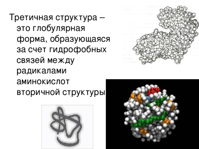 Третичная структура – это глобулярная форма, образующаяся за счет гидрофобных связей между радикалами аминокислот вторичной структуры