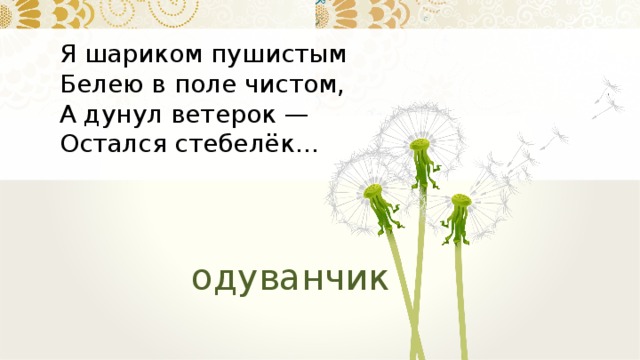 Я шариком пушистым  Белею в поле чистом,  А дунул ветерок —  Остался стебелёк… одуванчик 3