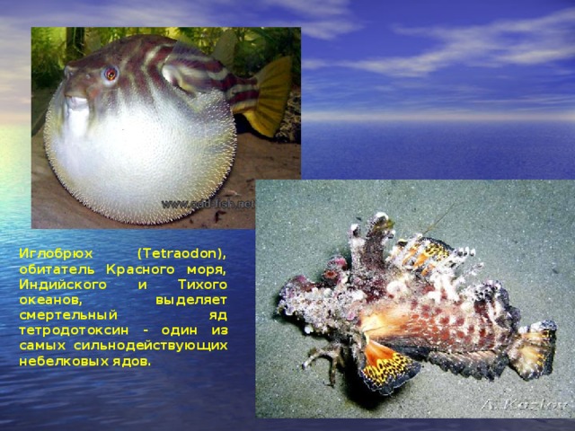 Иглобрюх (Tetraodon), обитатель Красного моря, Индийского и Тихого океанов, выделяет смертельный яд тетродотоксин - один из самых сильнодействующих небелковых ядов.