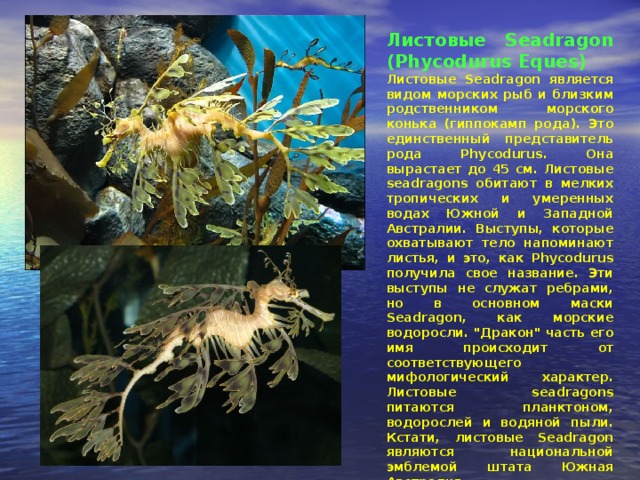 Листовые Seadragon (Phycodurus Eques) Листовые Seadragon является видом морских рыб и близким родственником морского конька (гиппокамп рода). Это единственный представитель рода Phycodurus. Она вырастает до 45 см. Листовые seadragons обитают в мелких тропических и умеренных водах Южной и Западной Австралии. Выступы, которые охватывают тело напоминают листья, и это, как Phycodurus получила свое название. Эти выступы не служат ребрами, но в основном маски Seadragon, как морские водоросли. 