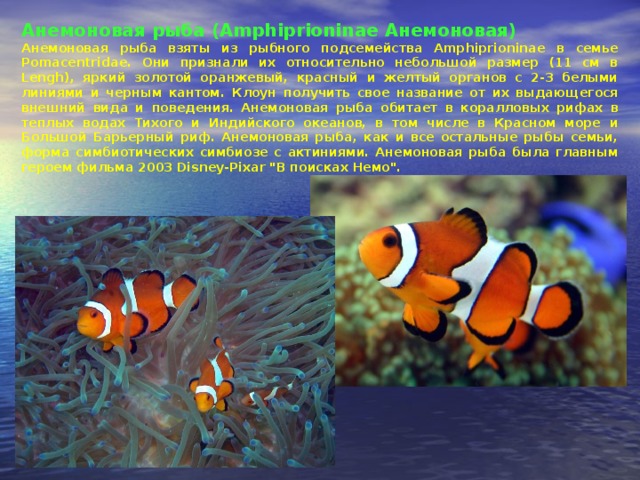 Анемоновая рыба (Amphiprioninae Анемоновая) Анемоновая рыба взяты из рыбного подсемейства Amphiprioninae в семье Pomacentridae. Они признали их относительно небольшой размер (11 см в Lengh), яркий золотой оранжевый, красный и желтый органов с 2-3 белыми линиями и черным кантом. Клоун получить свое название от их выдающегося внешний вида и поведения. Анемоновая рыба обитает в коралловых рифах в теплых водах Тихого и Индийского океанов, в том числе в Красном море и Большой Барьерный риф. Анемоновая рыба, как и все остальные рыбы семьи, форма симбиотических симбиозе с актиниями. Анемоновая рыба была главным героем фильма 2003 Disney-Pixar 