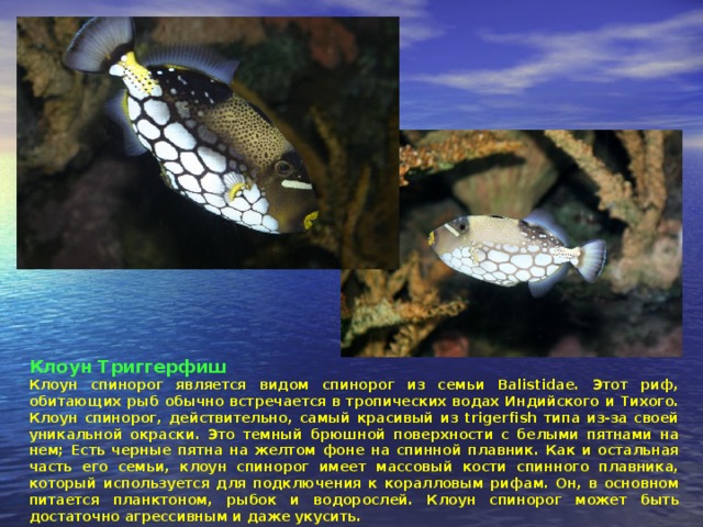 Клоун Триггерфиш Клоун спинорог является видом спинорог из семьи Balistidae. Этот риф, обитающих рыб обычно встречается в тропических водах Индийского и Тихого. Клоун спинорог, действительно, самый красивый из trigerfish типа из-за своей уникальной окраски. Это темный брюшной поверхности с белыми пятнами на нем; Есть черные пятна на желтом фоне на спинной плавник. Как и остальная часть его семьи, клоун спинорог имеет массовый кости спинного плавника, который используется для подключения к коралловым рифам. Он, в основном питается планктоном, рыбок и водорослей. Клоун спинорог может быть достаточно агрессивным и даже укусить.