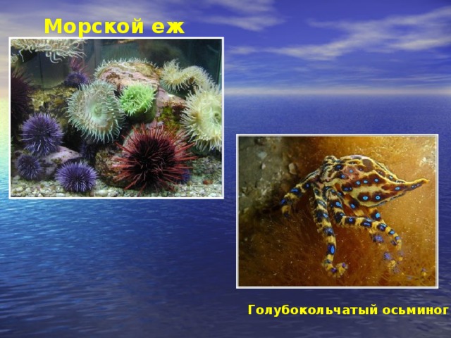 Морской еж Голубокольчатый осьминог