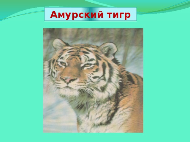 Амурский тигр