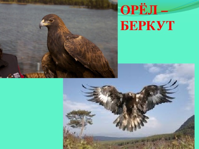 ОРЁЛ – БЕРКУТ