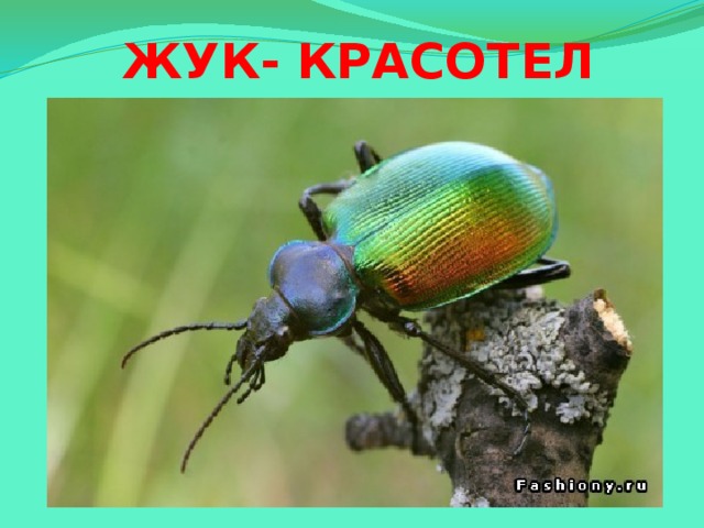 ЖУК-  КРАСОТЕЛ